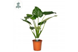 Alocasia cucullata Alocasia Cucullata p21 1 pp