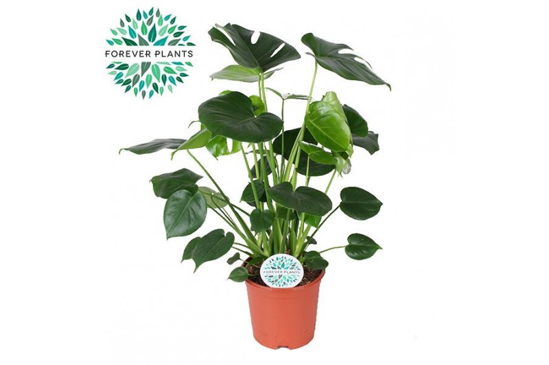 Monstera deliciosa Monstera Deliciosa p21 2 pp 