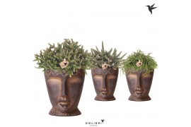 Rhipsalis mix Kolibri Greens Rhipsalis mix in Totem Mask pot1 pp