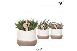 Rhipsalis mix Kolibri Greens Rhipsalis mix in Imperfect Bag pot1 pp