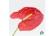Anthurium (andreanum grp) querida 