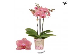 Phalaenopsis oranje Kolibri Orchids Jewel Phalaenopsis Pirate Picotee 