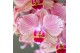 Phalaenopsis oranje Kolibri Orchids Jewel Phalaenopsis Pirate Picotee  