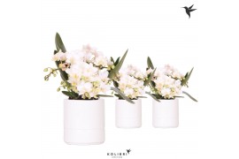 Phalaenopsis Anthura  Nazare Kolibri Orchids Phalaenopsis Nazare 4 spi