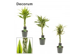 Dracaena sanderiana mix Vlecht mix 12cm
