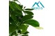 Schefflera arboricola compacta 2pp 