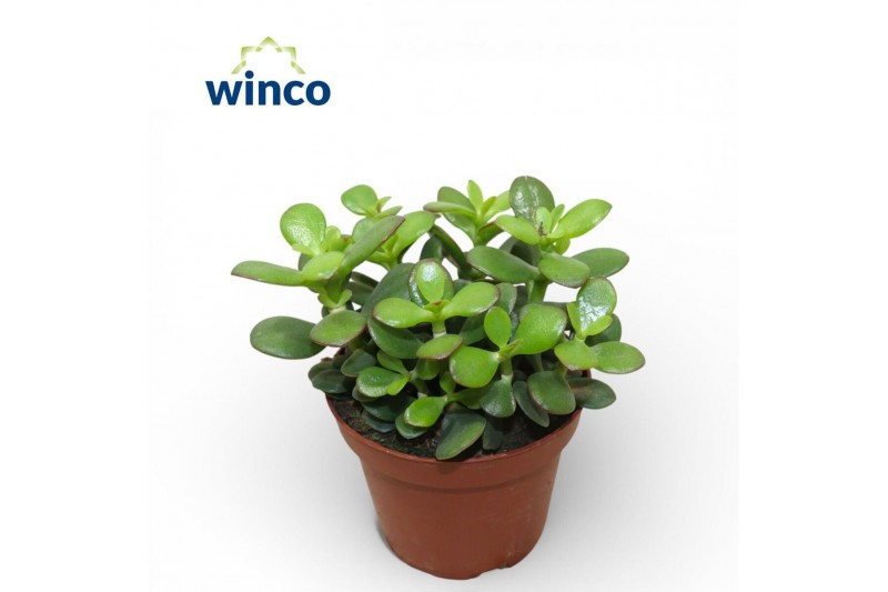 Crassula ovata minor Crassula Minor 