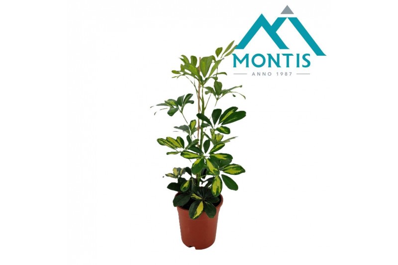 Schefflera arboricola gold capella 2pp 
