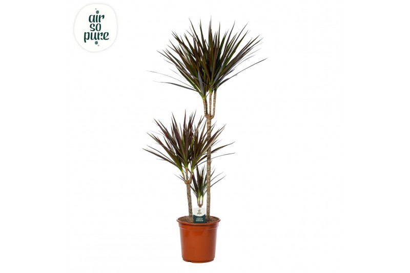Dracaena marg. magenta Dracaena Magenta p24, 75+30+10 3 pp 