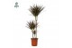 Dracaena marg. magenta Dracaena Magenta p24, 75+30+10 (Air So Pure) 3  
