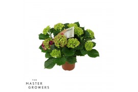 Hydrangea macr. hi fire Hydrangea Hi Fire Lila 9/10 flowers9 bl.