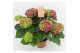 Hydrangea macr. hi fire Hydrangea Hi Fire Lila 9/10 flowers9 bl. 