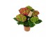 Hydrangea macr. hi tornado Hydrangea red 5/6 flowers5 bl. 