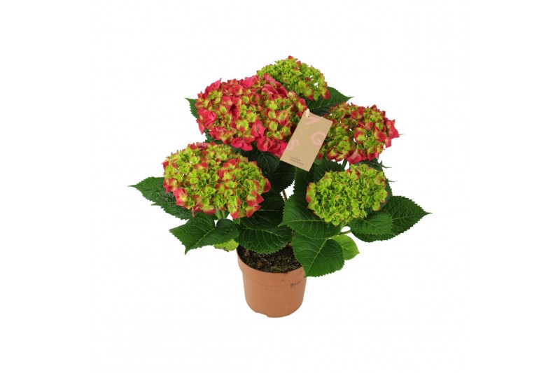 Hydrangea macr. hi tornado Hydrangea red 5/6 flowers5 bl. 