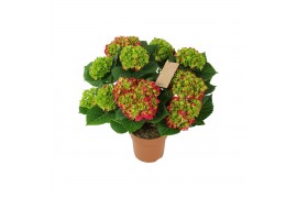 Hydrangea macr. hi tornado Hydrangea red 7/8 flowers7 bl.