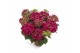 Hydrangea macr. hi tornado Hydrangea red 7/8 flowers7 bl. 