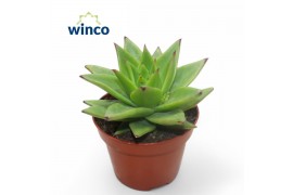 Echeveria Echeveria Lipstick1 bl.