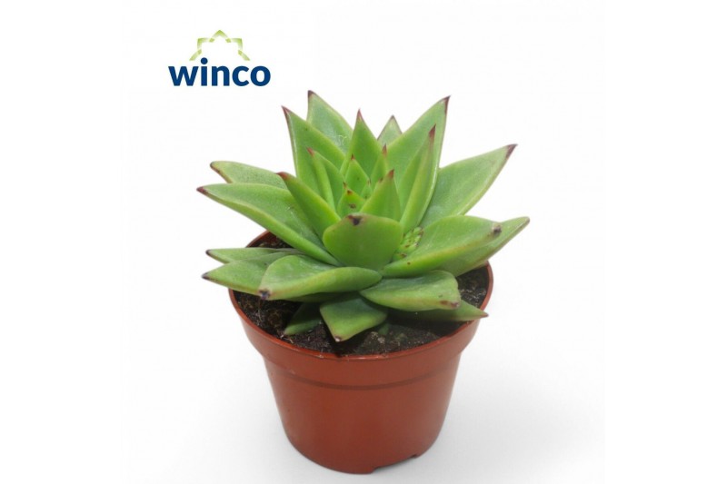 Echeveria Echeveria Lipstick1 bl. 