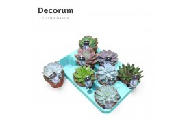 Echeveria mix Echeveria Mix (10spc.) (decorum)1 bl. 1 pp