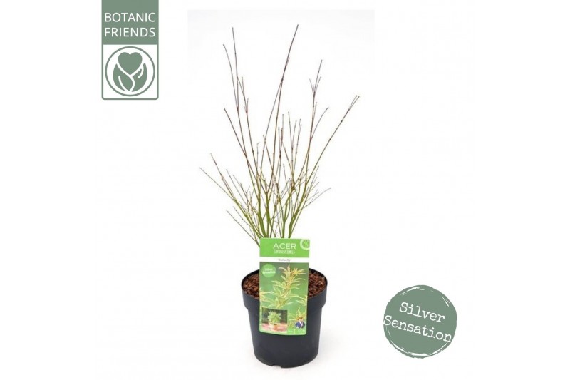 Acer palmatum butterfly Acer palm. Butterfly 