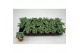 Fittonia mosaic marble green FITTONIA MARBLE GREEN 8,5 CM 4 pp 