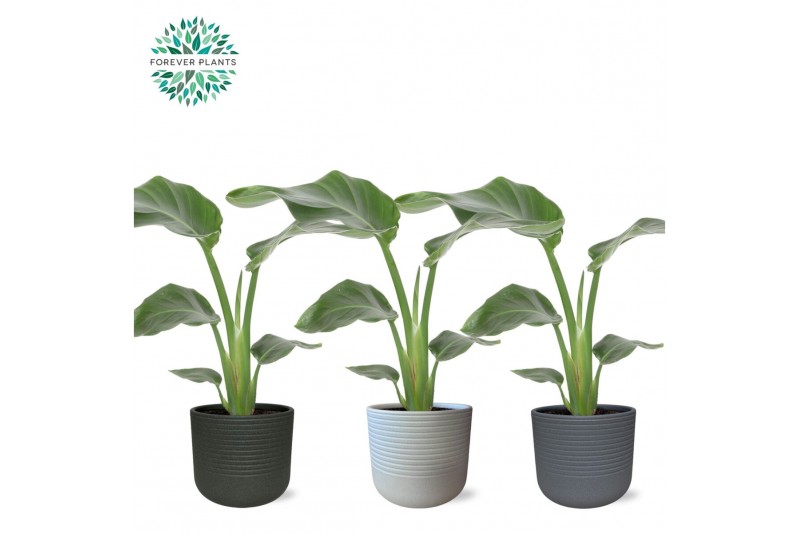 Strelitzia nicolai Strelitzia Nicolai p14 in VIVIAN Keramiek zonder bl 