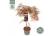 Acer palmatum Acer palm. Garnet 
