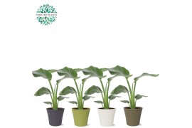 Strelitzia nicolai Strelitzia Nicolai p14 in COCO Keramiek 1 pp zonder