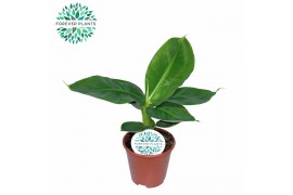 Musa tropicana Musa Oriental Dwarf p14 1 pp