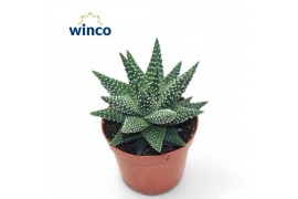 Haworthia Haworthia Margaritifera