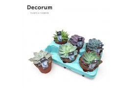 Echeveria mix Echeveria Mix (Decorum)1 bl.