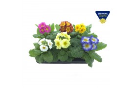 Primula elatior Primula elatior mix