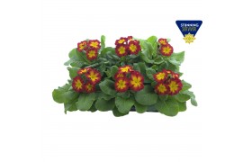 Primula elatior Primula elatior Perola yellow red bicolor