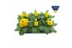Primula elatior grp sibel goldgelb Primula elatior Sibel gold 