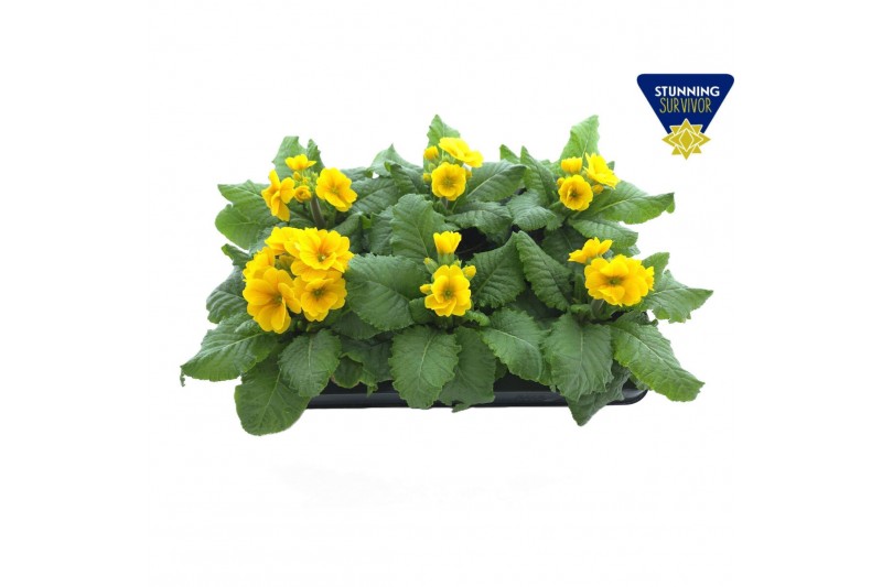 Primula elatior grp sibel goldgelb Primula elatior Sibel gold 