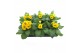 Primula elatior grp sibel goldgelb Primula elatior Sibel gold 