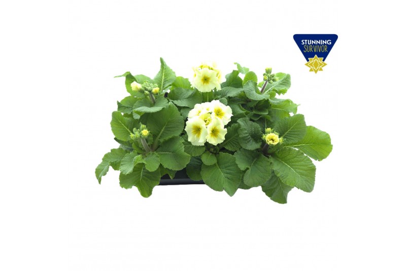 Primula elatior grp sibel lime Primula elatior Sibel lime 