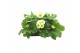Primula elatior grp sibel lime Primula elatior Sibel lime 