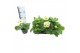 Primula elatior grp sibel lime Primula elatior Sibel lime 
