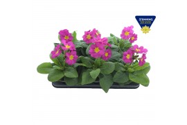 Primula (elatior grp) sibel rosa Primula elatior Sibel pink