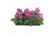 Primula (elatior grp) sibel rosa Primula elatior Sibel pink 