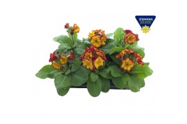 Primula elatior Primula elatior Sibel scarlet yellow