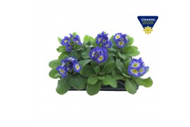 Primula elatior Primula elatior Sibel sky blue