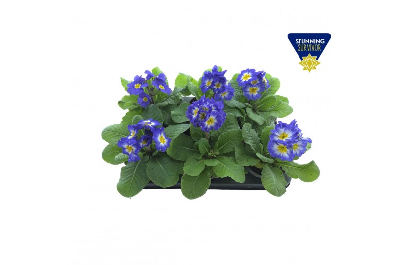 Primula elatior Primula elatior Sibel sky blue 