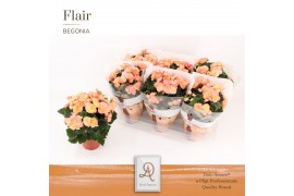 Begonia elatior du. hailey sunset Begonia Hailey sunset P14 DolcAmore®