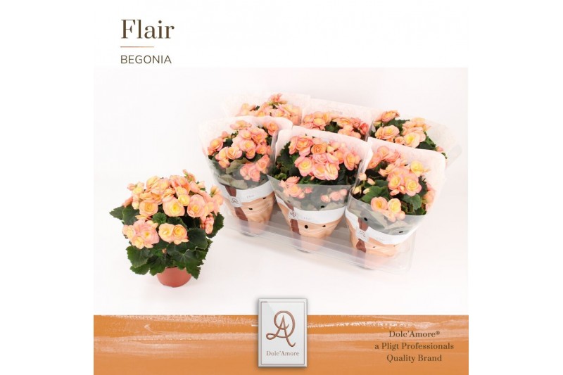 Begonia elatior du. hailey sunset Begonia Hailey sunset P14 DolcAmore® 