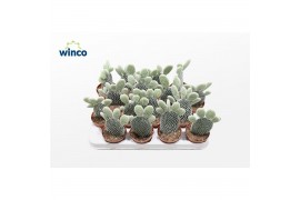 Opuntia microdasys Opuntia Microdasys Albispina