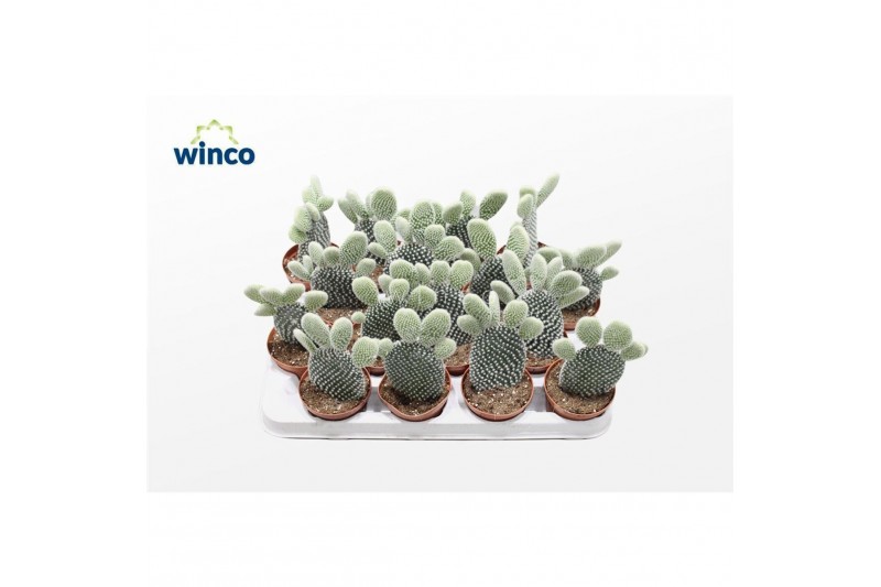 Opuntia microdasys Opuntia Microdasys Albispina 