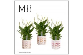 Spathiphyllum bellini Mimesis Spathiphyllum Bellini -13 cm in Estelle 