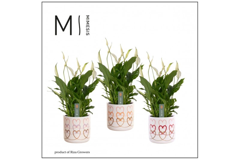 Spathiphyllum bellini Mimesis Spathiphyllum Bellini -13 cm in Estelle  